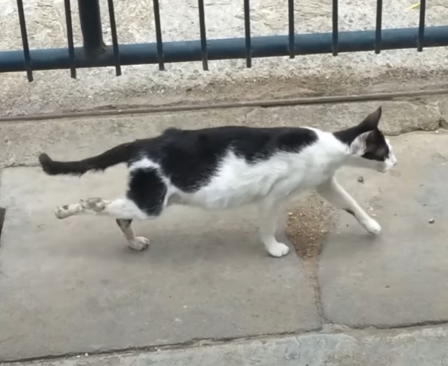 The pregnant cat had to ask for help because her paw hurt and she was wandering on the street!.NgocChau