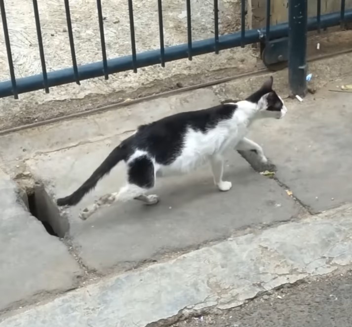 The pregnant cat had to ask for help because her paw hurt and she was wandering on the street!.NgocChau