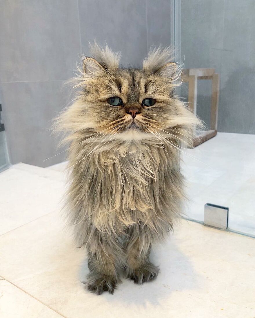 Introducing Barnaby, the Drowsy Persian Cat Who Never Gets His Morning Fix