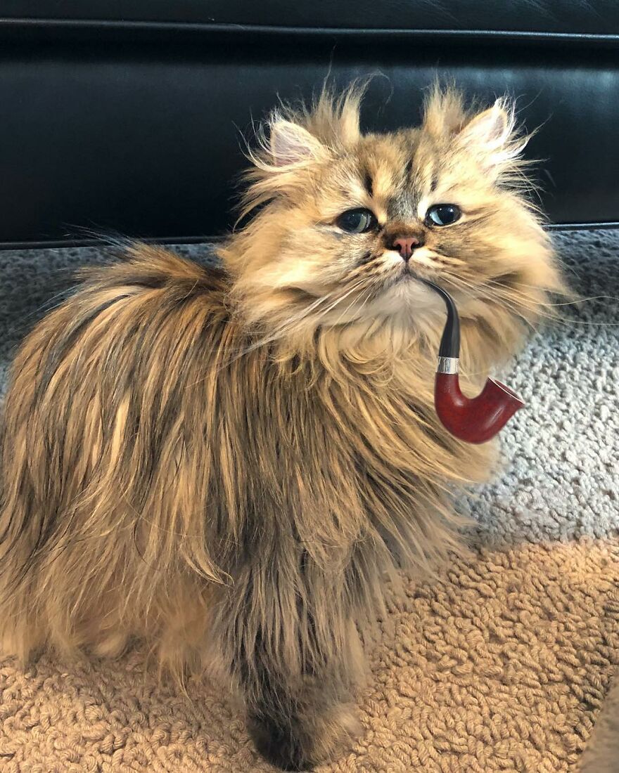 Introducing Barnaby, the Drowsy Persian Cat Who Never Gets His Morning Fix