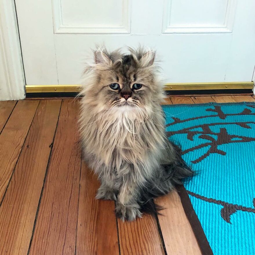 Introducing Barnaby, the Drowsy Persian Cat Who Never Gets His Morning Fix