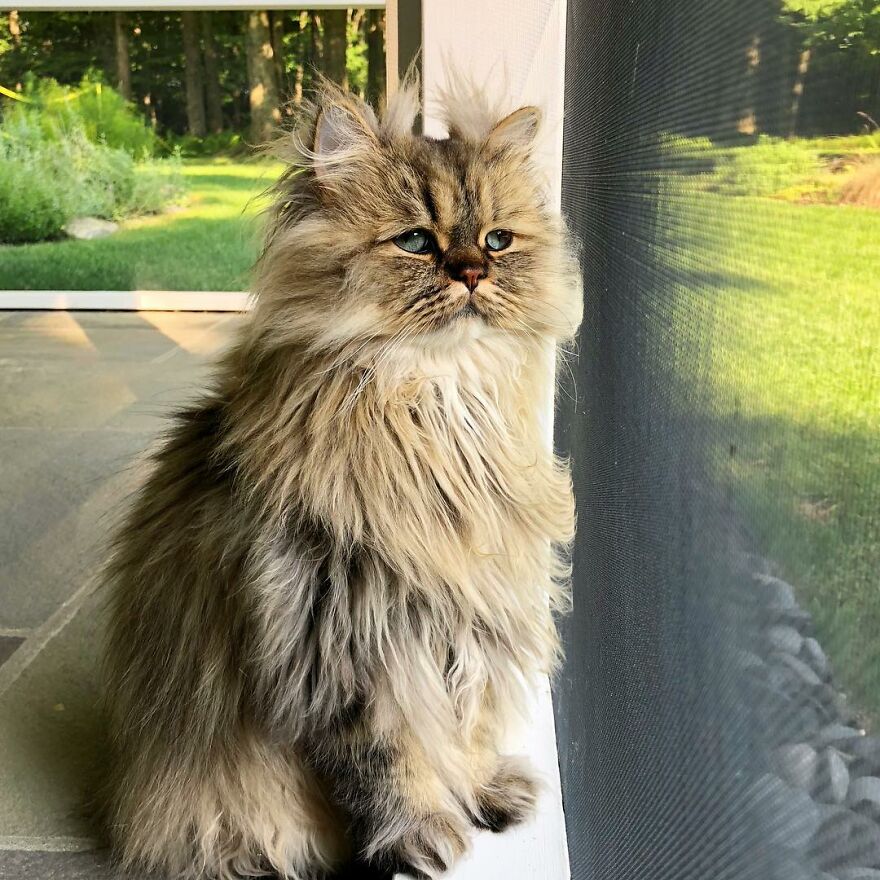 Introducing Barnaby, the Drowsy Persian Cat Who Never Gets His Morning Fix