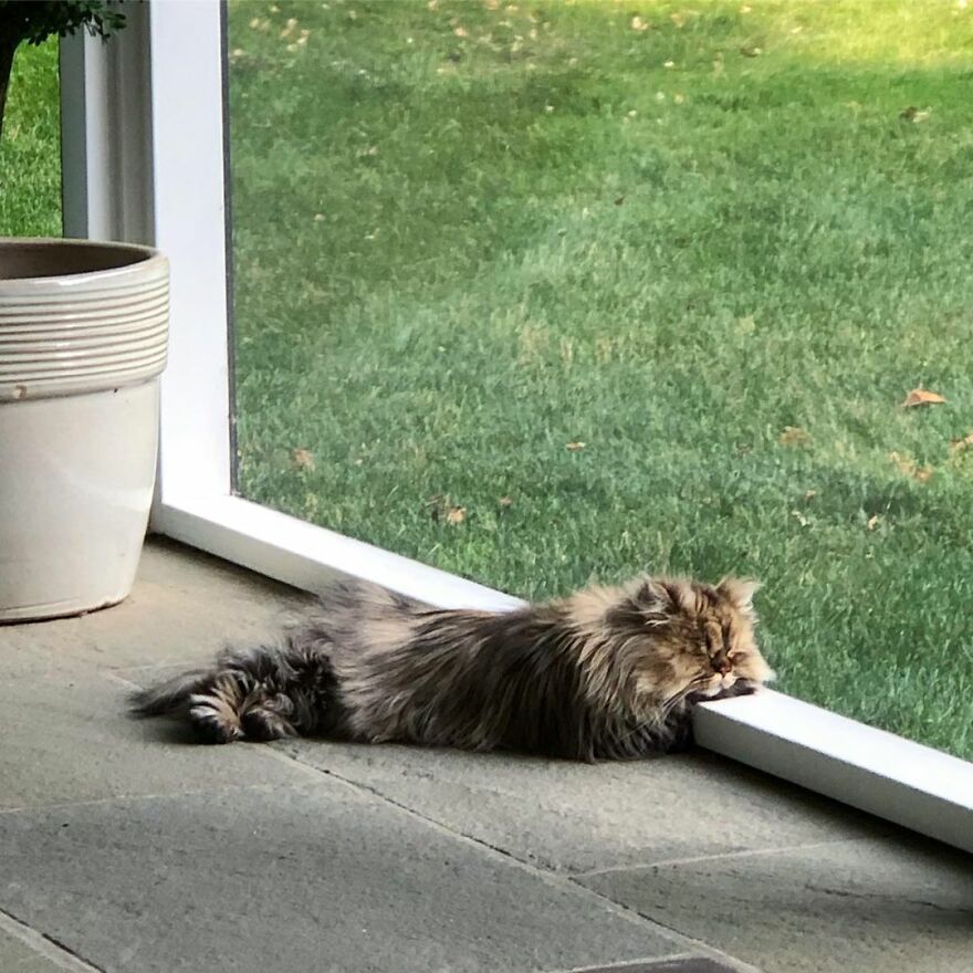 Introducing Barnaby, the Drowsy Persian Cat Who Never Gets His Morning Fix