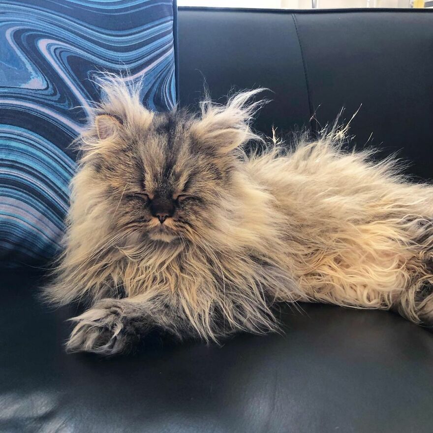 Introducing Barnaby, the Drowsy Persian Cat Who Never Gets His Morning Fix