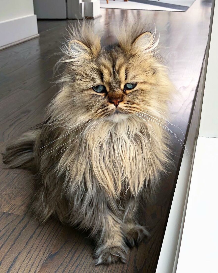 Introducing Barnaby, the Drowsy Persian Cat Who Never Gets His Morning Fix