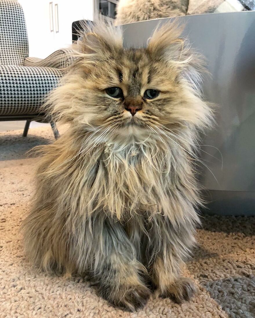 Introducing Barnaby, the Drowsy Persian Cat Who Never Gets His Morning Fix