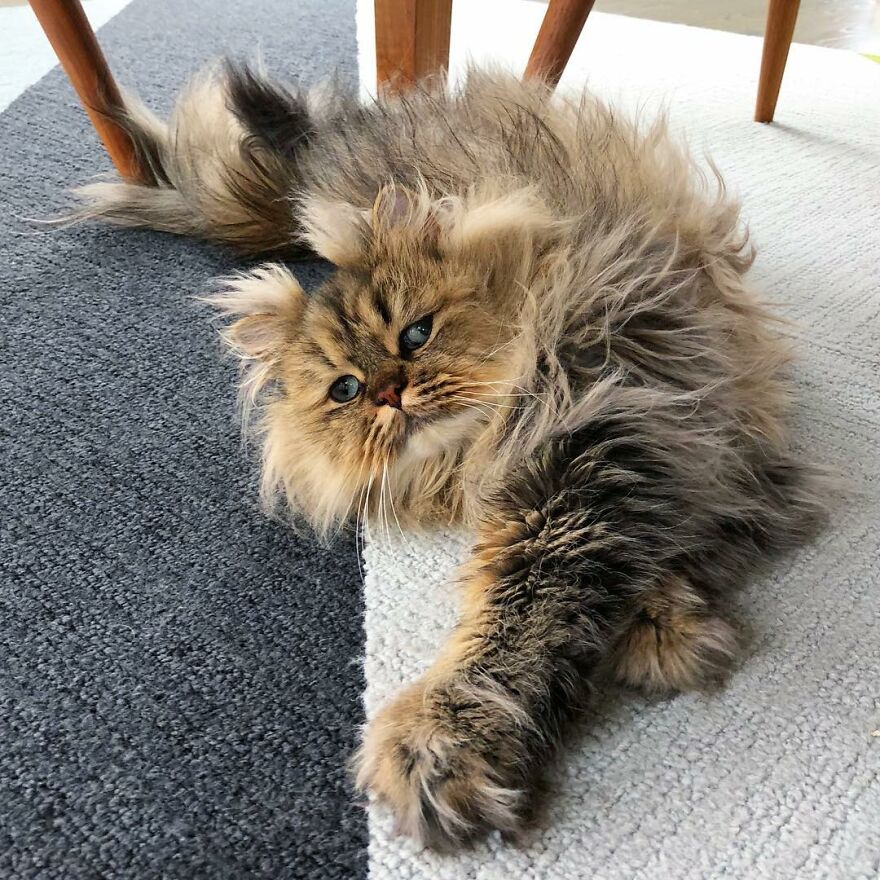 Introducing Barnaby, the Drowsy Persian Cat Who Never Gets His Morning Fix