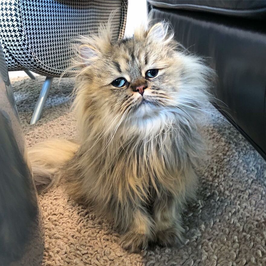 Introducing Barnaby, the Drowsy Persian Cat Who Never Gets His Morning Fix