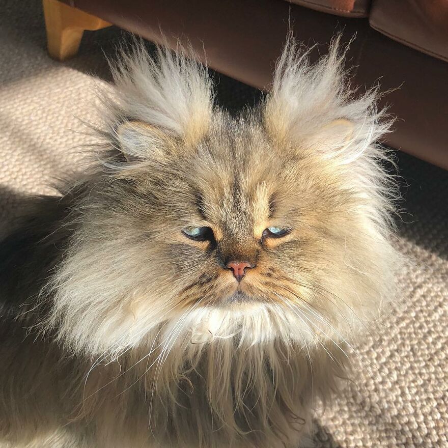 Introducing Barnaby, the Drowsy Persian Cat Who Never Gets His Morning Fix