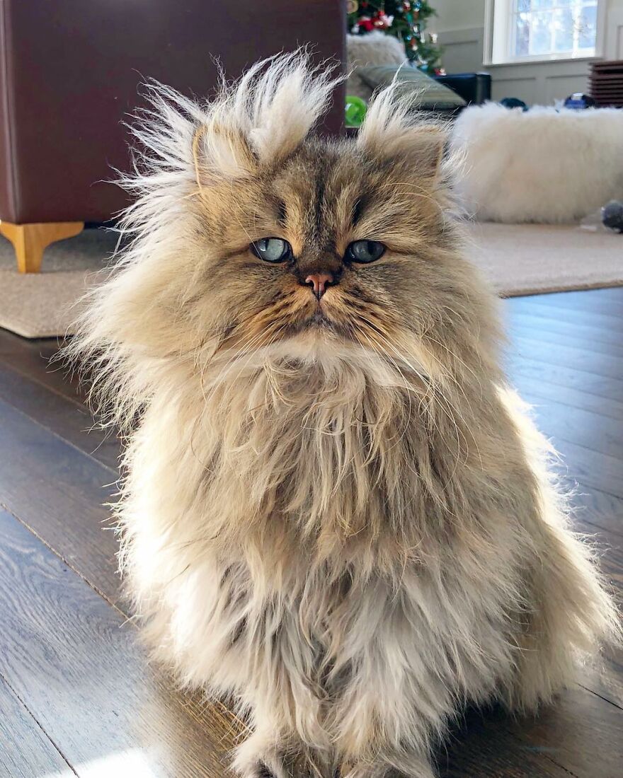 Introducing Barnaby, the Drowsy Persian Cat Who Never Gets His Morning Fix