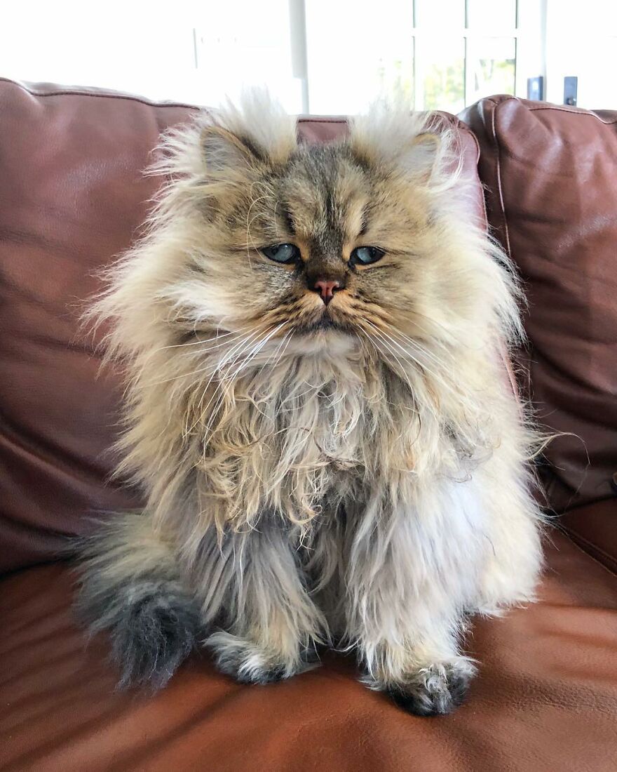 Introducing Barnaby, the Drowsy Persian Cat Who Never Gets His Morning Fix