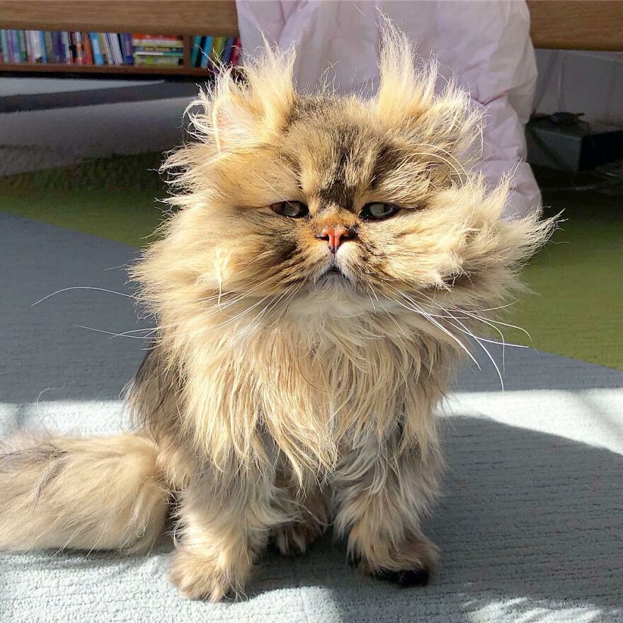 Introducing Barnaby, the Drowsy Persian Cat Who Never Gets His Morning Fix