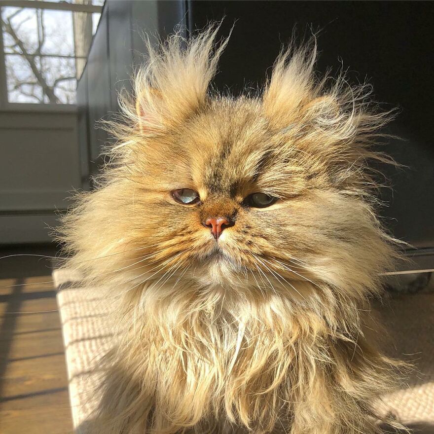 Introducing Barnaby, the Drowsy Persian Cat Who Never Gets His Morning Fix