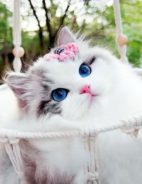 Endearing Delight: The Irresistible Charm of Cats with Adorable Pink Noses.NgocChau