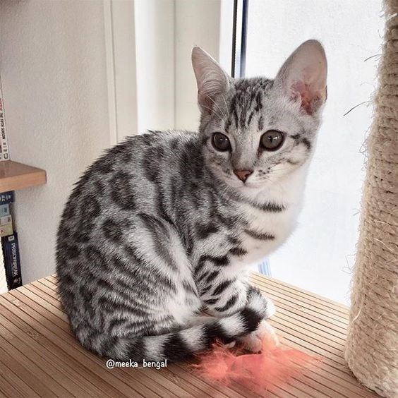 Captivating Bengal Cats with Mesmerizing Leopard-Like Markings