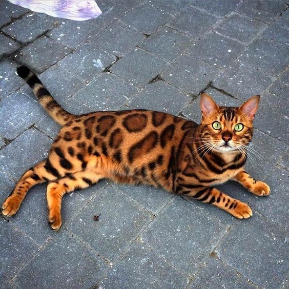 Captivating Bengal Cats with Mesmerizing Leopard-Like Markings