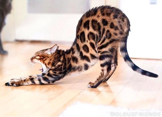 Captivating Bengal Cats with Mesmerizing Leopard-Like Markings