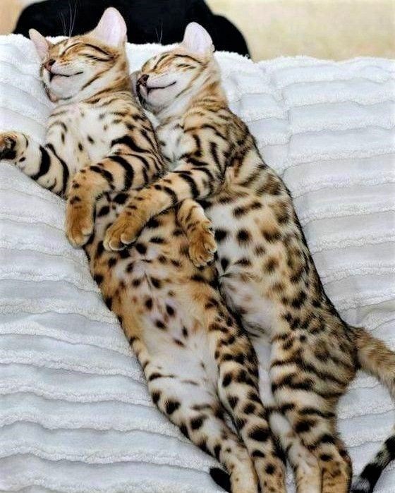 Captivating Bengal Cats with Mesmerizing Leopard-Like Markings