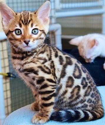 Captivating Bengal Cats with Mesmerizing Leopard-Like Markings