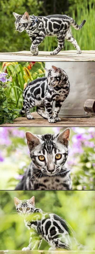 Captivating Bengal Cats with Mesmerizing Leopard-Like Markings