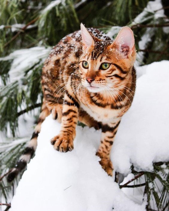 Captivating Bengal Cats with Mesmerizing Leopard-Like Markings