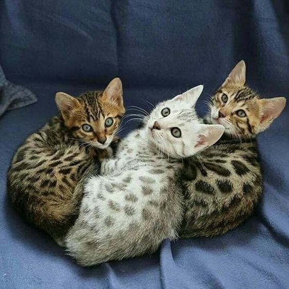 Captivating Bengal Cats with Mesmerizing Leopard-Like Markings