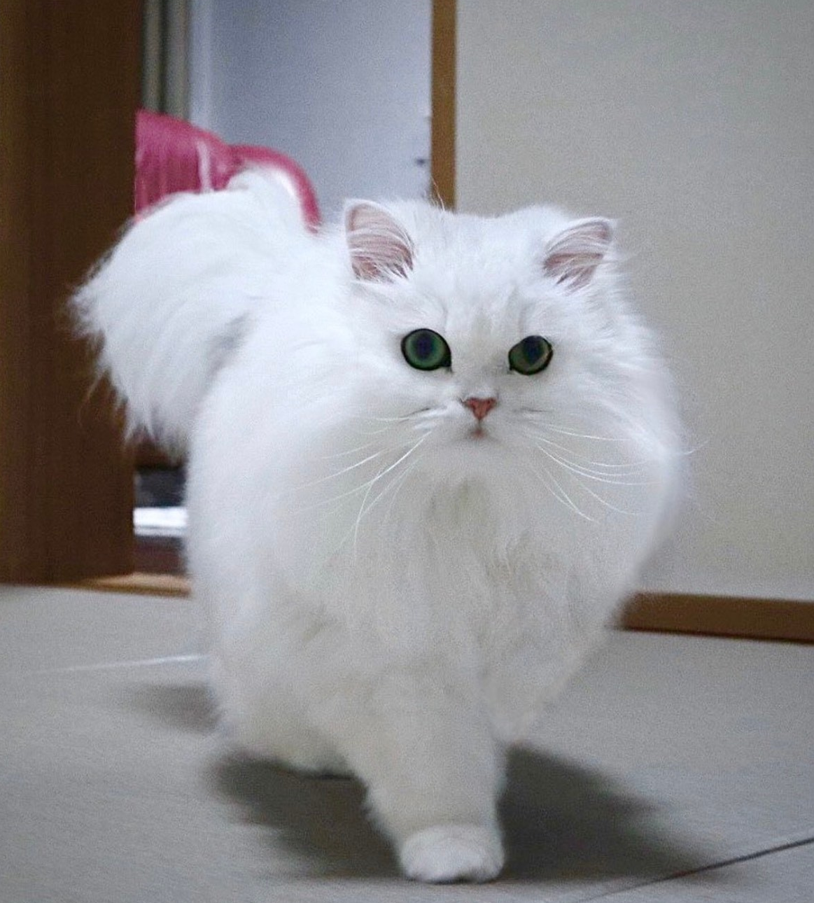 Behold the Beauty: Introducing the Most Stunning Cat Angel You’ve Ever Seen.NgocChau