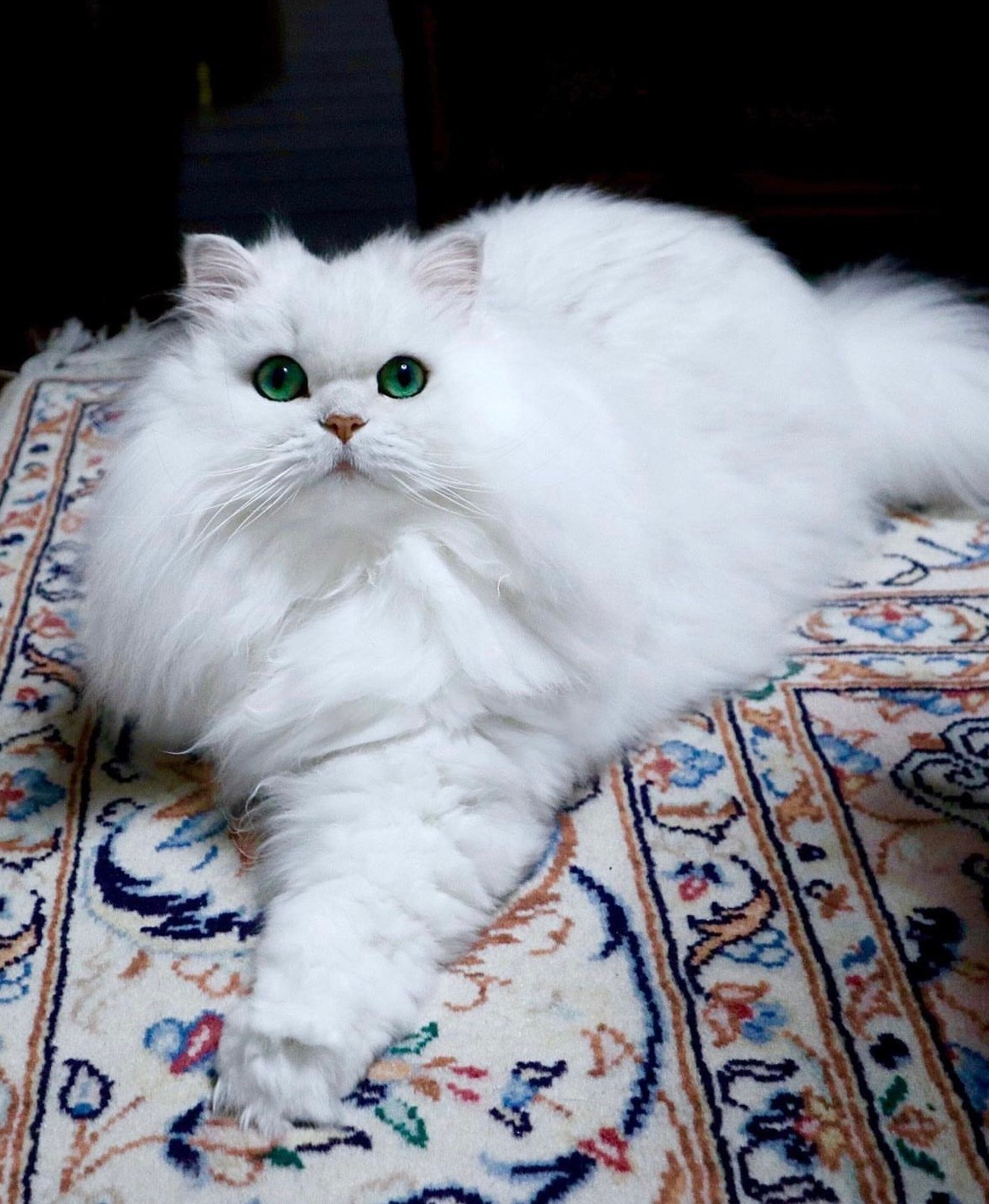 Behold the Beauty: Introducing the Most Stunning Cat Angel You’ve Ever Seen.NgocChau