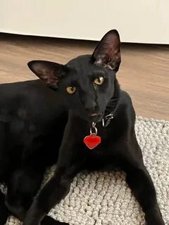 The Vampire Cat, a Calm and Cuddly Bat-Panther Hybrid that Defies Expectations.NgocChau