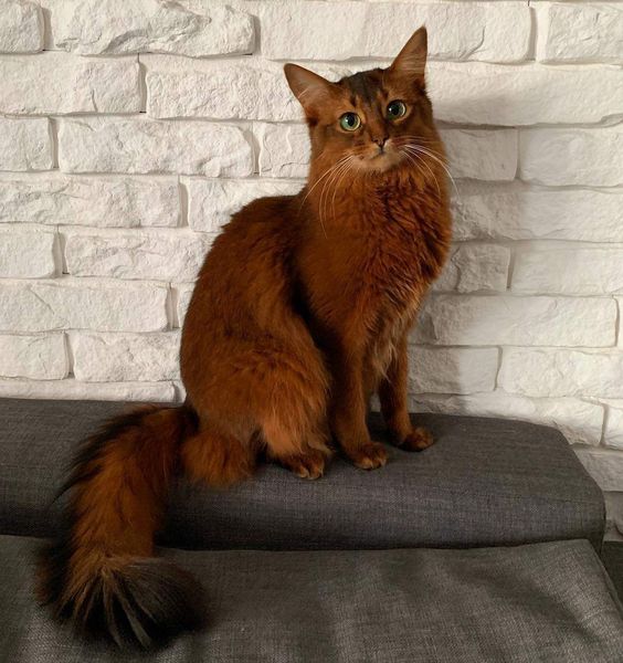 Unveiling Majestic Tails: Showcasing the Splendor of Reigning Cats in All Their Majesty.NgocChau