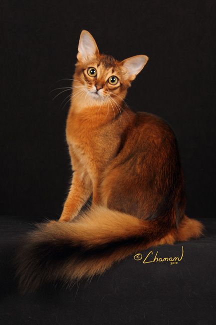 Unveiling Majestic Tails: Showcasing the Splendor of Reigning Cats in All Their Majesty.NgocChau