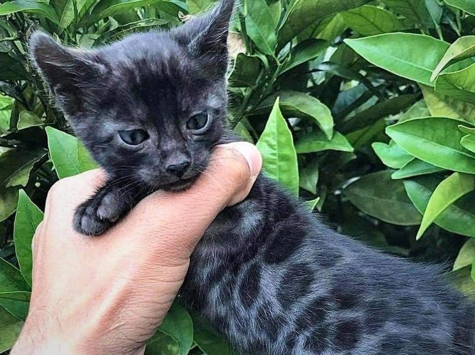 Meet the black Bengal cat with breathtaking charm.NgocChau