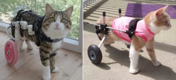 Embracing Hope: Discovering a Disabled Kitten Under a Car, Uncertain of Its Life Expectancy, But….NgocChau