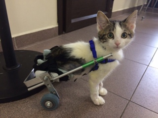 Embracing Hope: Discovering a Disabled Kitten Under a Car, Uncertain of Its Life Expectancy, But….NgocChau