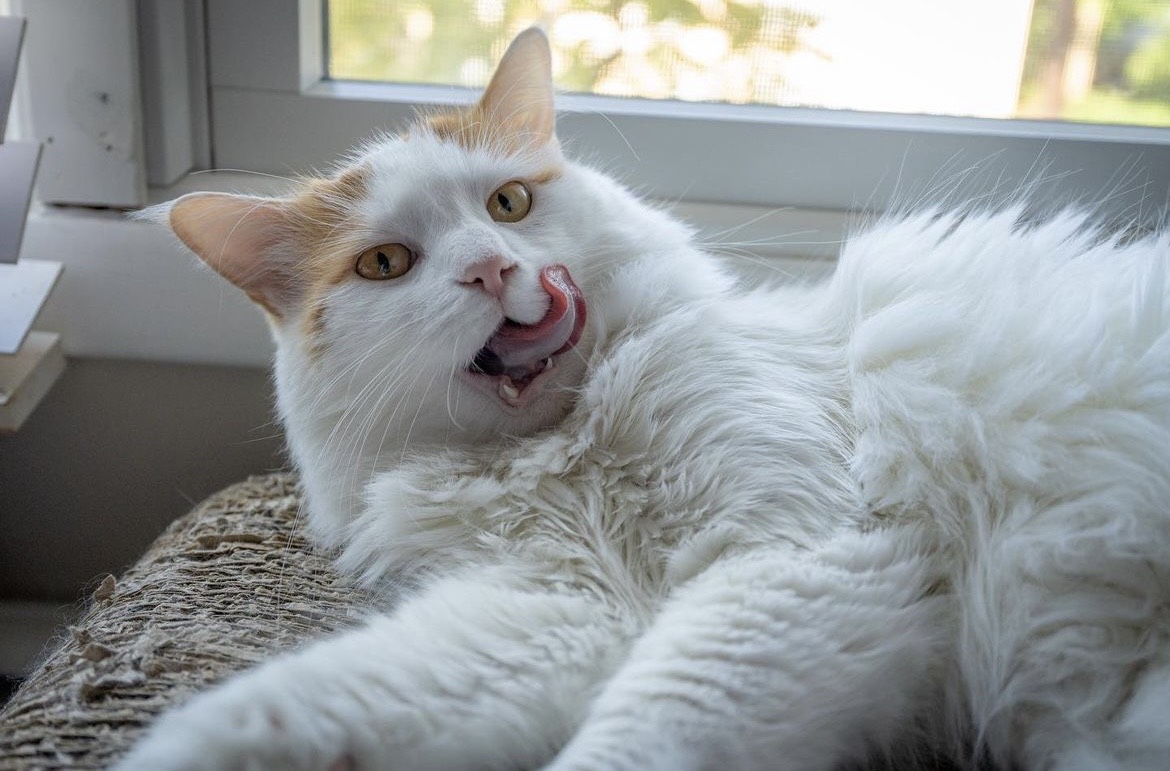 Introducing Ere: The Enchanting Turkish Van Cat Whose Pristine White Fur Steals Hearts.NgocChau