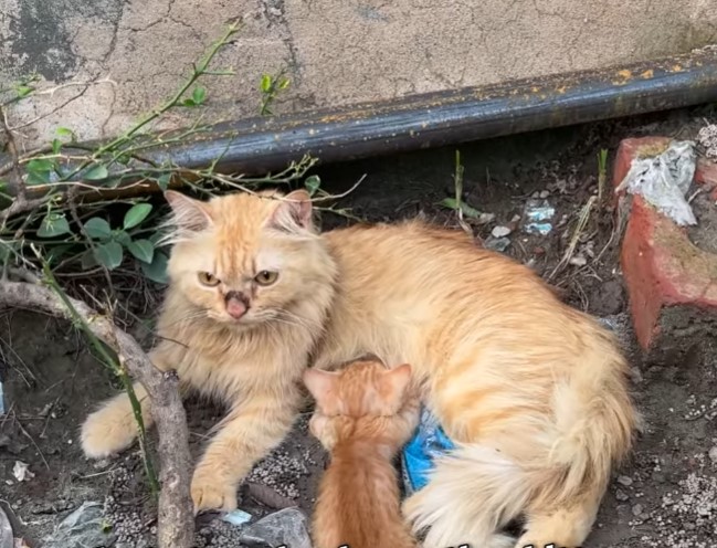 The poor cat no longer showed any signs of life and the mother was so scared that the people around could not hold back their tears when witnessing this scene.NgocChau