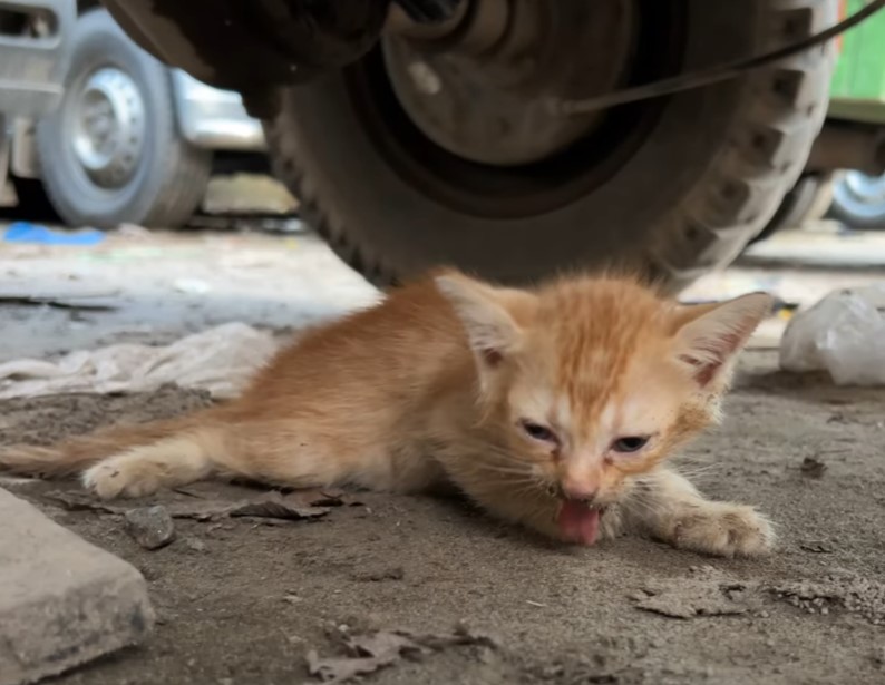 The poor cat no longer showed any signs of life and the mother was so scared that the people around could not hold back their tears when witnessing this scene.NgocChau