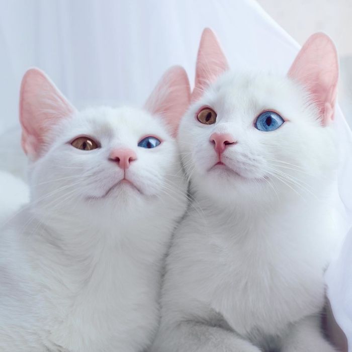 Unveiling the World’s Most Stunning Pair of Feline Twins.NgocChau