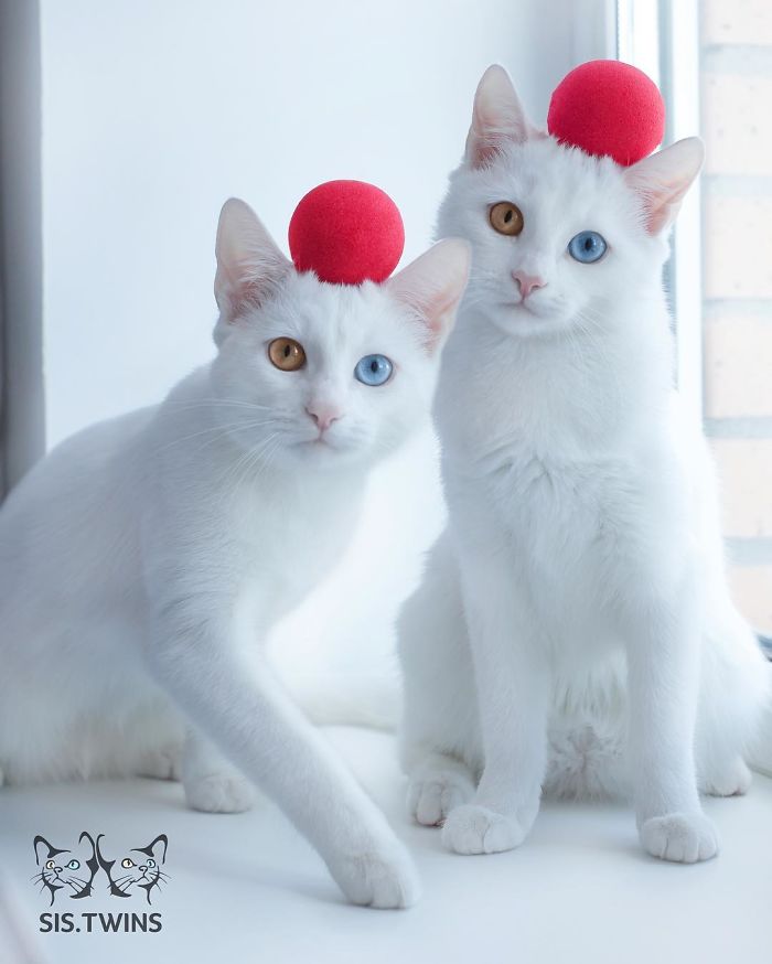 Unveiling the World’s Most Stunning Pair of Feline Twins.NgocChau