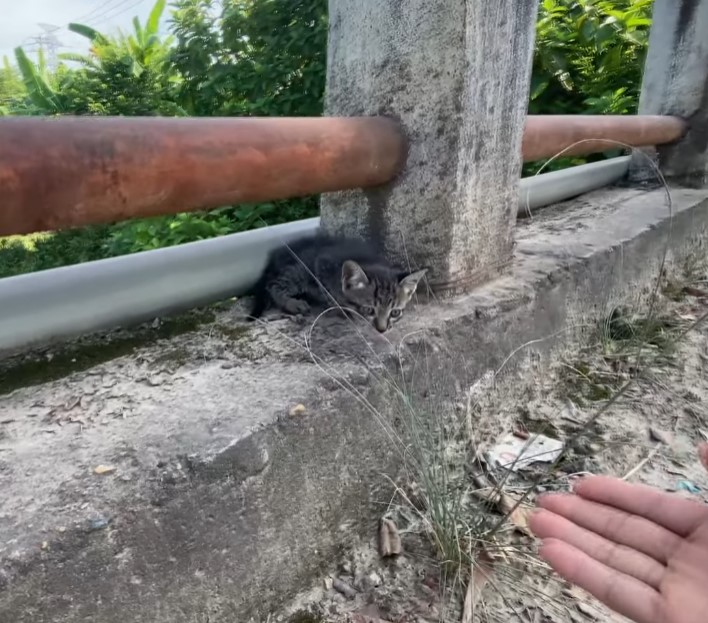 Kitten left on bridge crying in fear, overcomes brutality and embraces a life of love.NgocChau