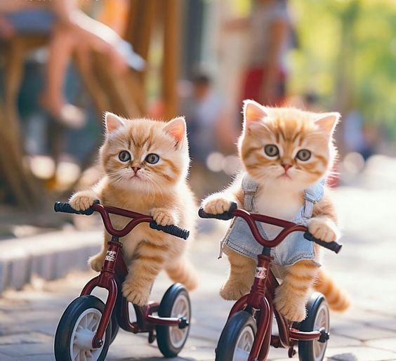 Inseparable Companions: The Unbreakable Bond of Two Cats, Always Together as Close Friends.NgocChau