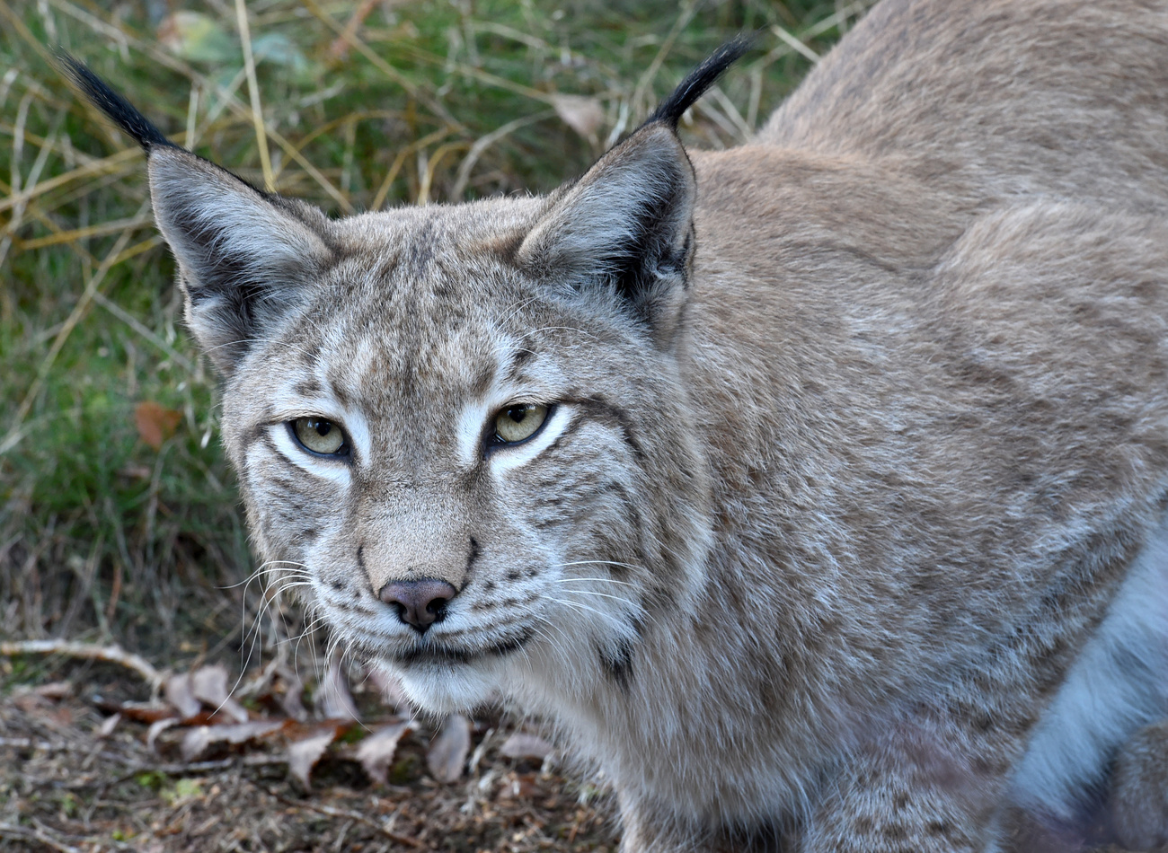 A Stunning Portrait of a B͏i͏g͏ Cat, the Majestic Lynx.NgocChau