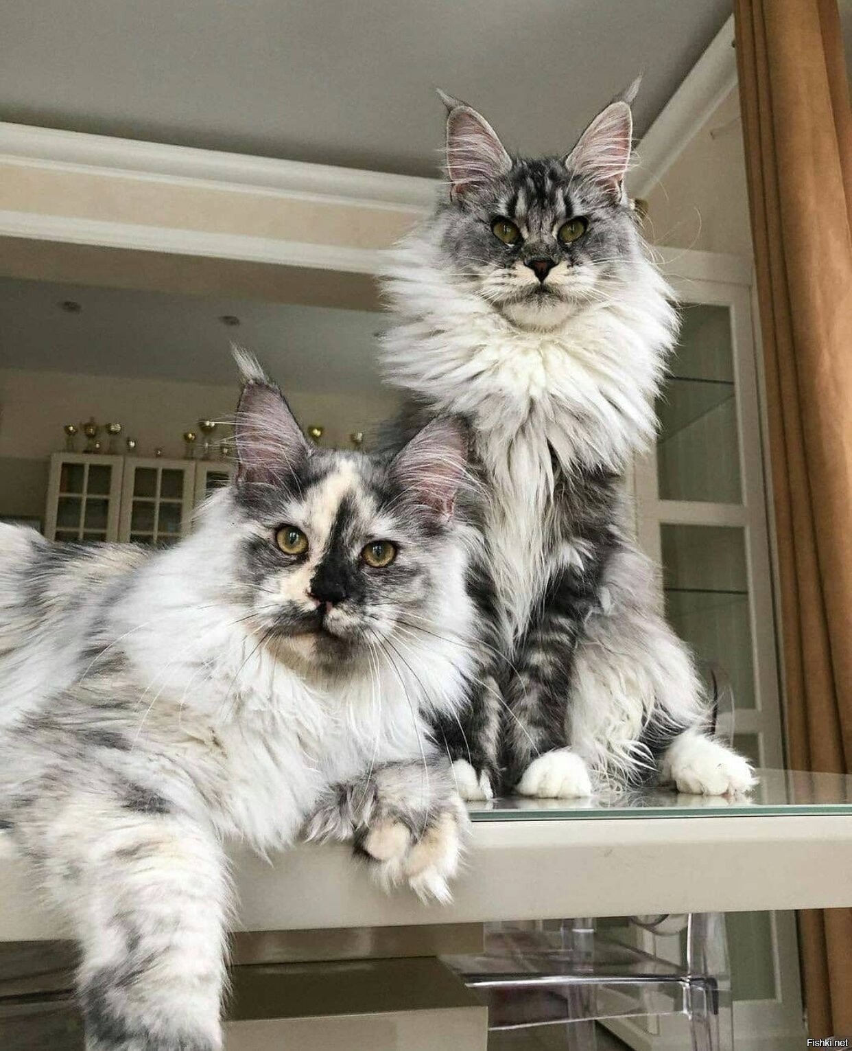 Nala and Thor, the Dynamic Feline Duo Redefining Cat Charisma.NgocChau