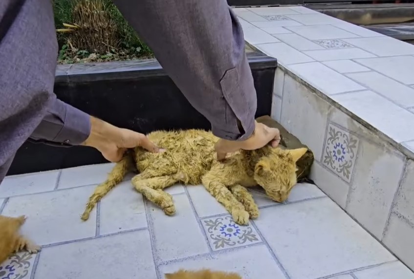 A man helped a dying cat and her kittens. You won’t believe what happened next!.NgocChau