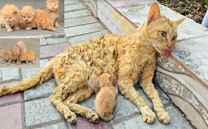 A man helped a dying cat and her kittens. You won’t believe what happened next!.NgocChau