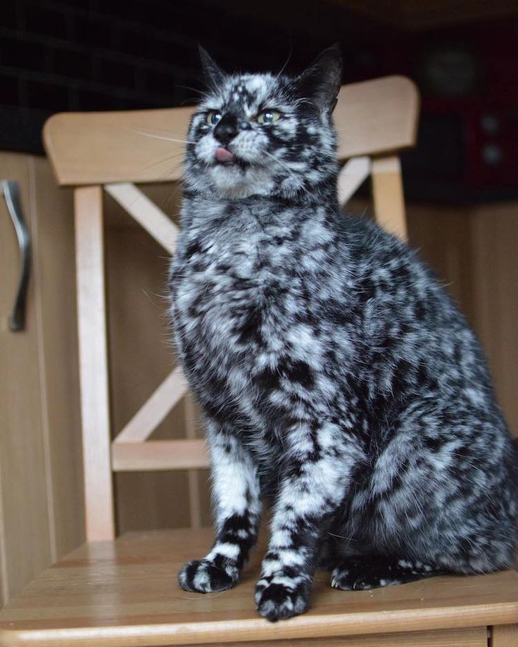 Introducing an extraordinary 17-year-old cat with stunningly beautiful, irresistibly captivating fur that has captured the admiration of the online community.NgocChau