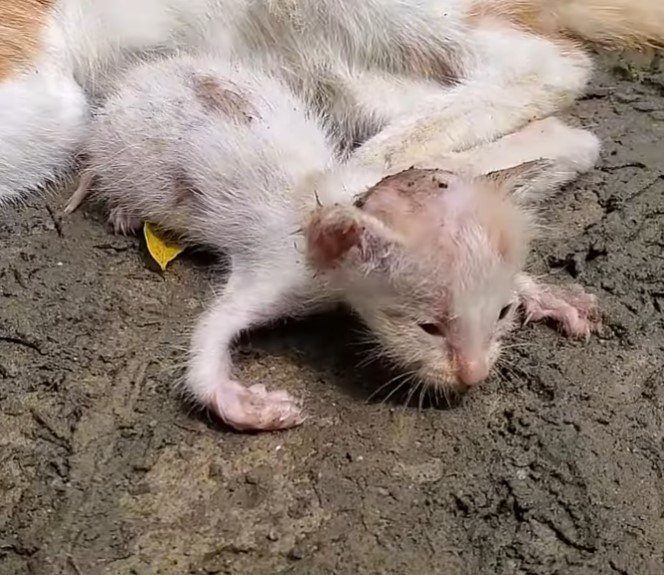 Urgent Rescue: Mother Cat and Kittens Found on the Street, Mother Cat Unconscious and Helpless, Desperately Calling for Assistance.NgocChau