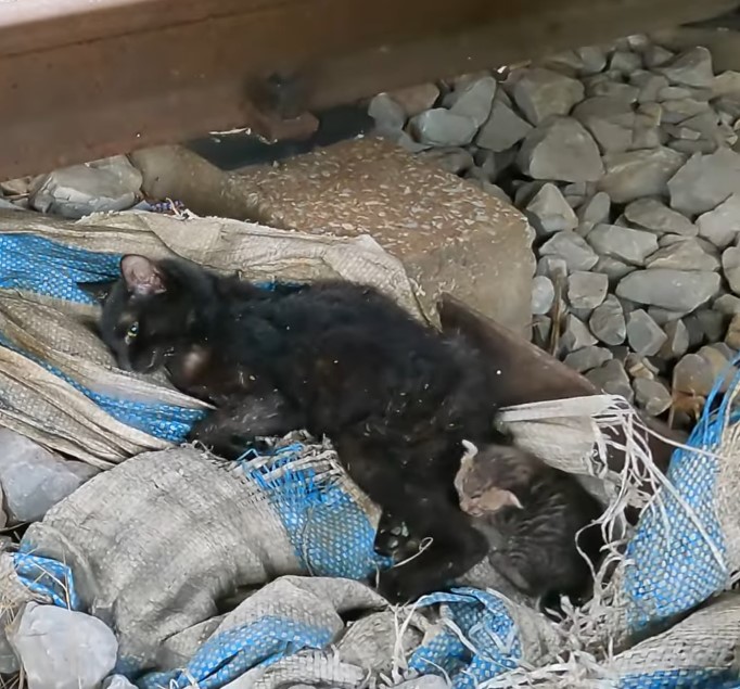 Kitten’s Desperate Cry for Help as Mother Trapped in Fishing Net on the Tracks, Unheard in a Pitiful Display.NgocChau