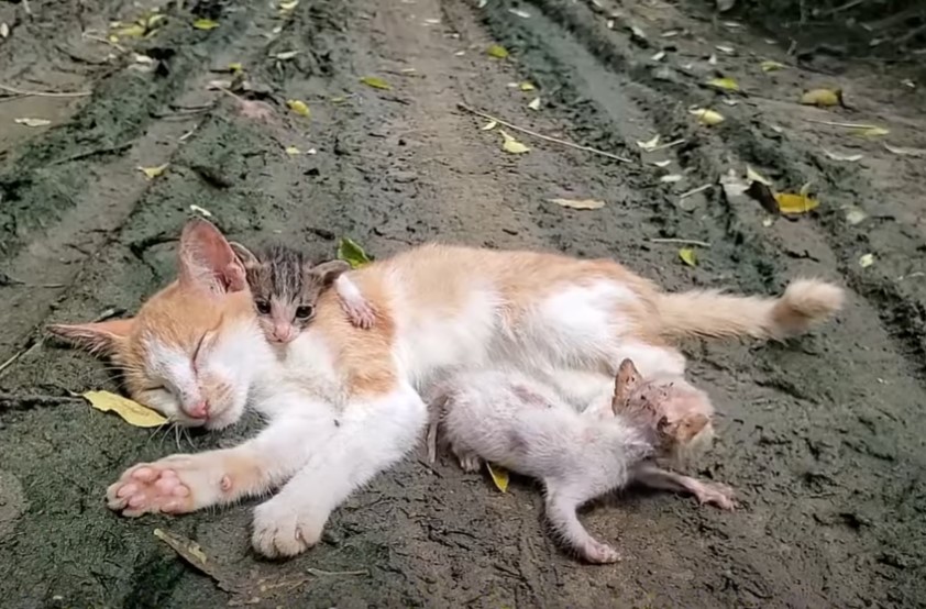 Urgent Rescue: Mother Cat and Kittens Found on the Street, Mother Cat Unconscious and Helpless, Desperately Calling for Assistance.NgocChau