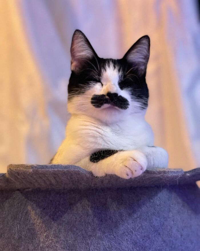 The Instagram Sensation: Meet the Feline Celebrity with a Natural "Mustache"